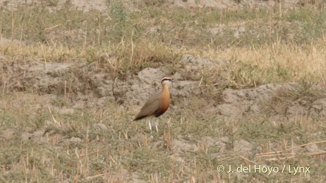 Indian Courser - ML201419691