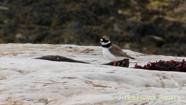Common Ringed Plover - ML201420101