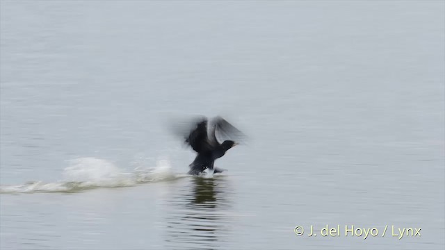 Great Cormorant (Eurasian) - ML201420151