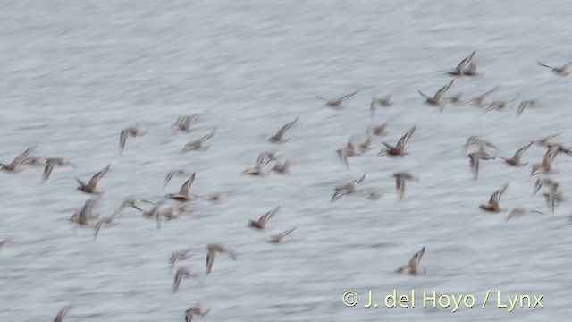 Red Knot - ML201420221