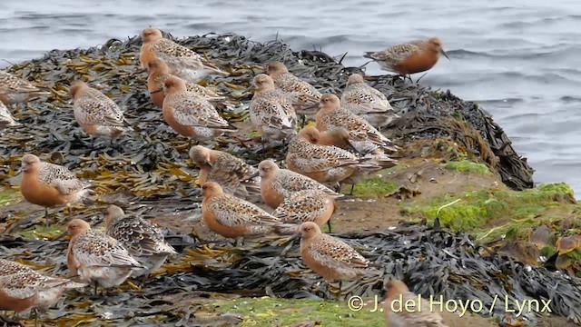 Red Knot - ML201420261