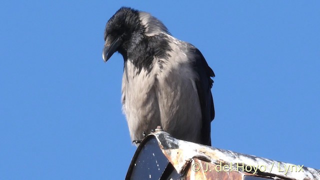 Hooded Crow (Hooded) - ML201420921