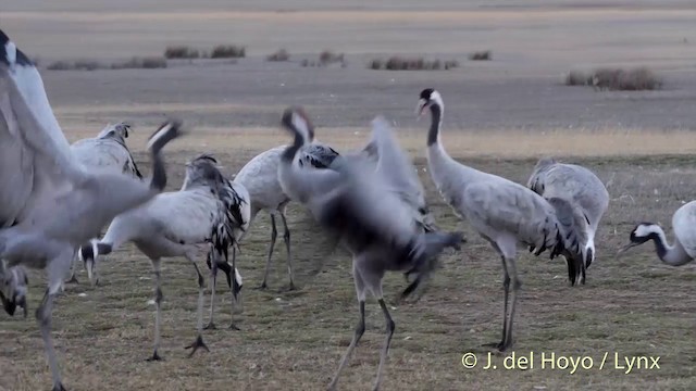  - Common Crane