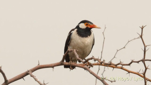 Asian Pied Starling (Asian) - ML201421671