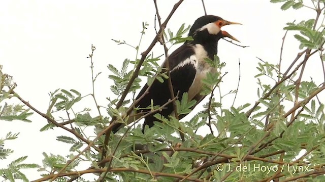 Asian Pied Starling (Asian) - ML201421681