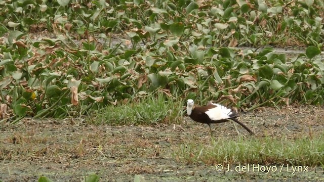 Pheasant-tailed Jacana - ML201421761