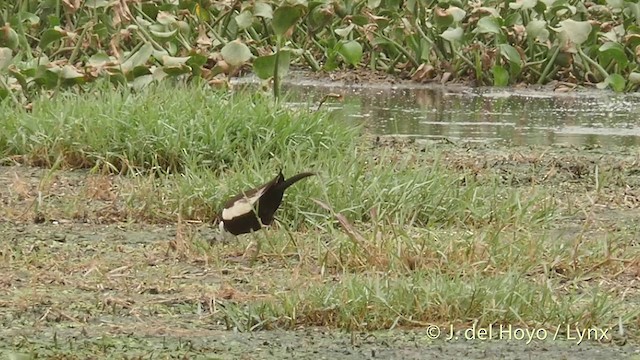 Pheasant-tailed Jacana - ML201421791