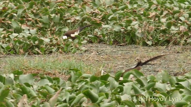 Pheasant-tailed Jacana - ML201421801