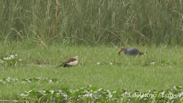 Pheasant-tailed Jacana - ML201421811
