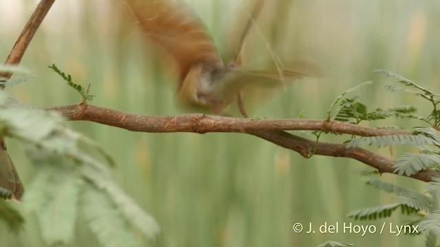 Asian Green Bee-eater - ML201421851
