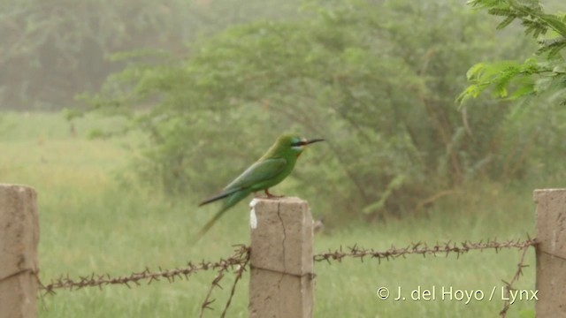 Blue-tailed Bee-eater - ML201421861