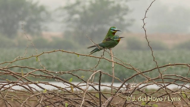 Blue-tailed Bee-eater - ML201421871
