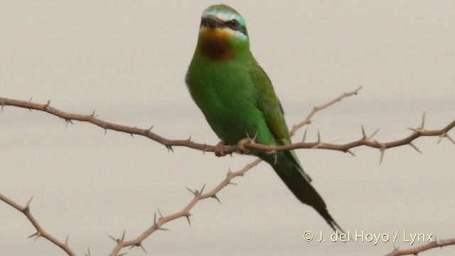 Blue-tailed Bee-eater - ML201421881