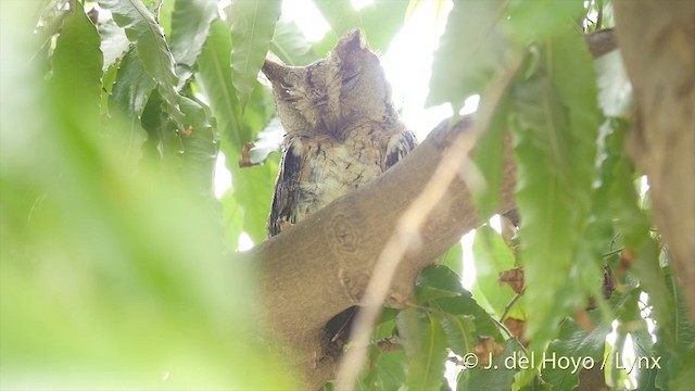 Indian Scops-Owl - ML201421891