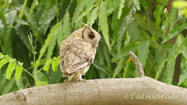 Indian Scops-Owl - ML201421901