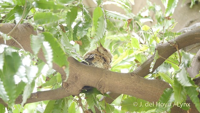 Indian Scops-Owl - ML201421911