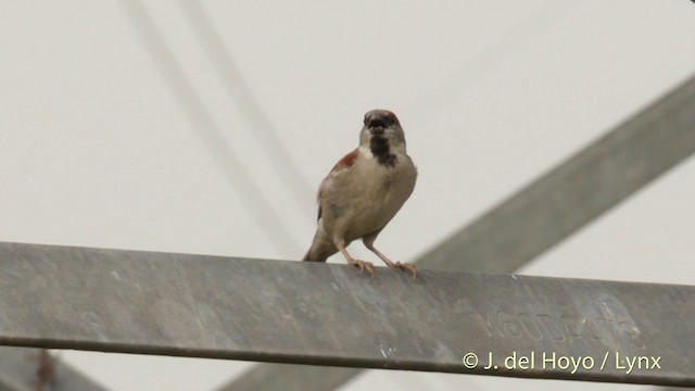 Sind Sparrow - ML201421951