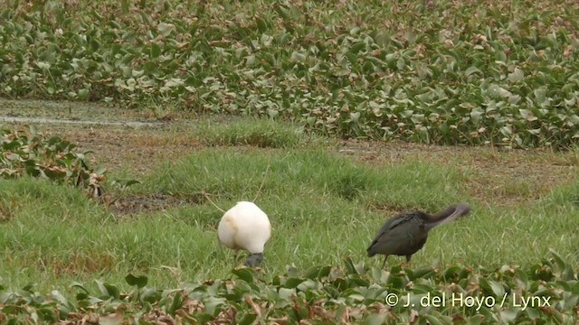ibis hnědý - ML201422031