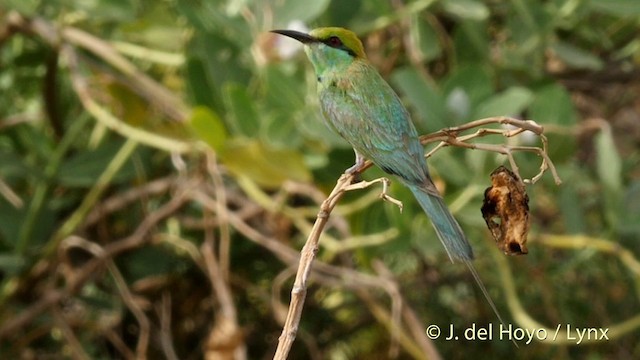 Asian Green Bee-eater - ML201422181