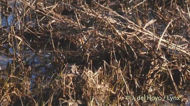 linduška horská (ssp. spinoletta) - ML201422451