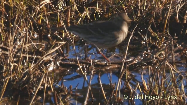 Water Pipit (Western) - ML201422461