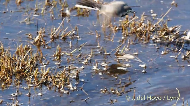 White Wagtail (White-faced) - ML201422601