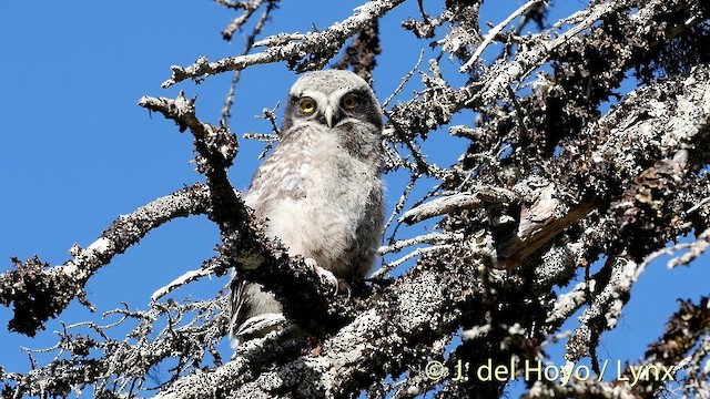 Northern Hawk Owl (Eurasian) - ML201422881