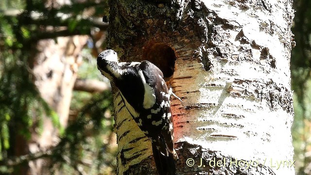 Great Spotted Woodpecker (Great Spotted) - ML201422891