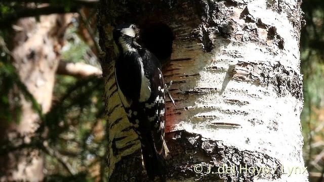 Great Spotted Woodpecker (Great Spotted) - ML201422911