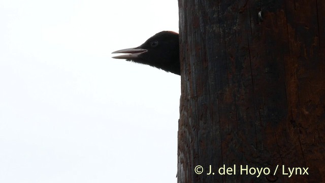 Black Woodpecker - ML201422991