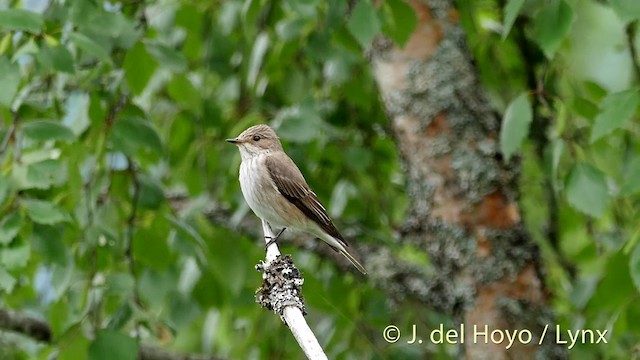 Spotted Flycatcher (Spotted) - ML201423001