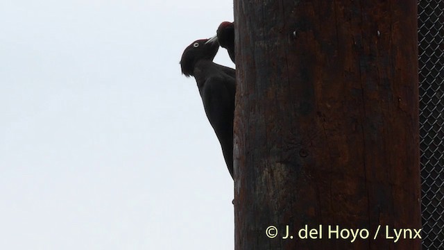 Black Woodpecker - ML201423021