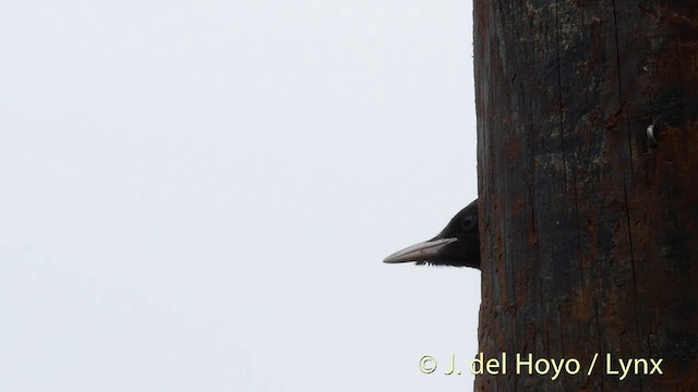 Black Woodpecker - ML201423031