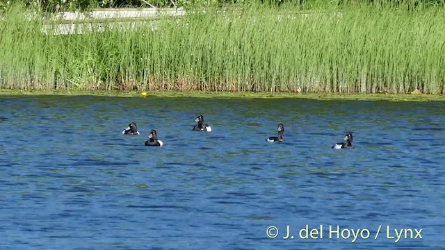 Tufted Duck - ML201423211
