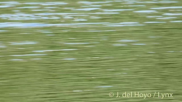 Tufted Duck - ML201423221