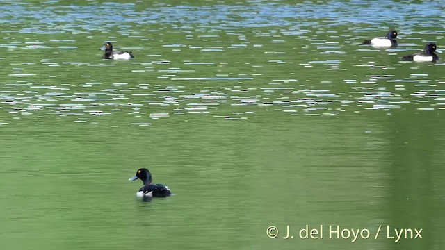 Tufted Duck - ML201423241