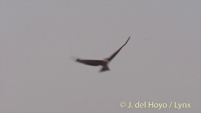 Black Kite (Black-eared) - ML201423571