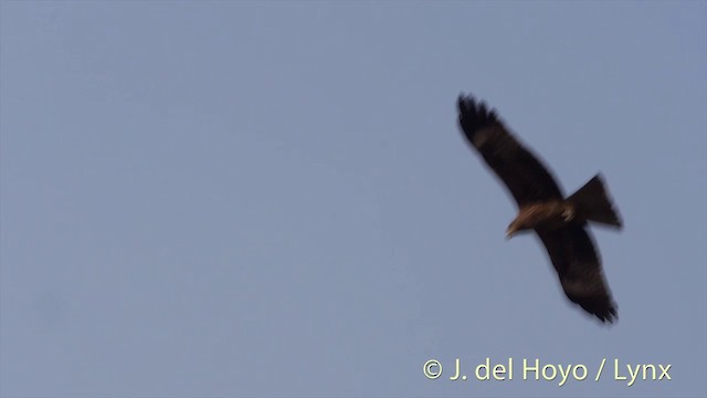 Black Kite (Black-eared) - ML201423631