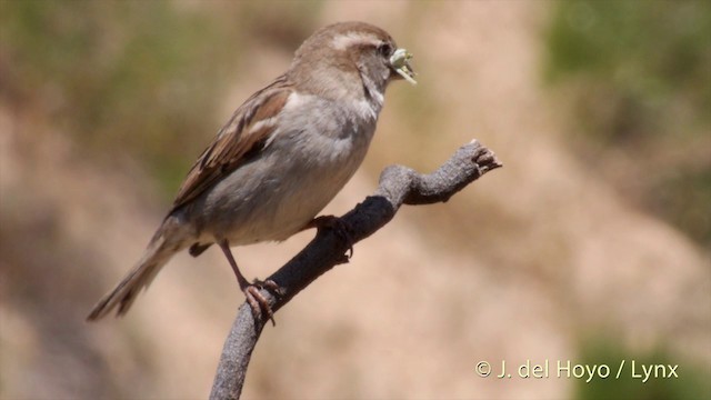 House Sparrow - ML201423971