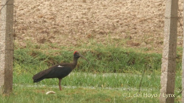 Ibis noir - ML201424301