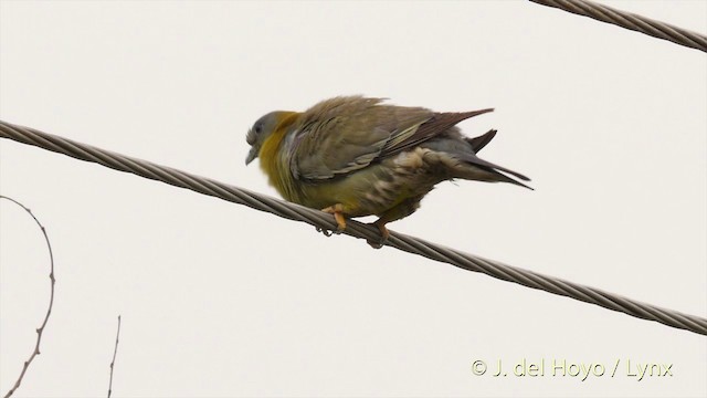 Yellow-footed Green-Pigeon - ML201424361