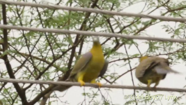 Yellow-footed Green-Pigeon - ML201424371