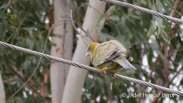 Yellow-footed Green-Pigeon - ML201424381