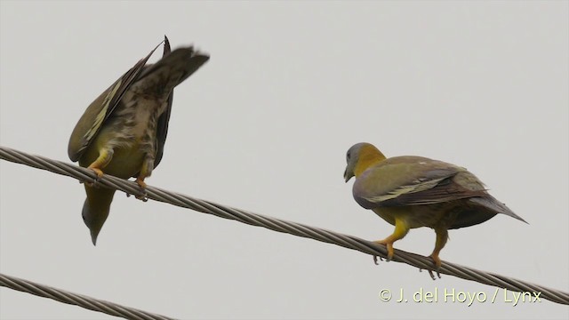 Yellow-footed Green-Pigeon - ML201424391