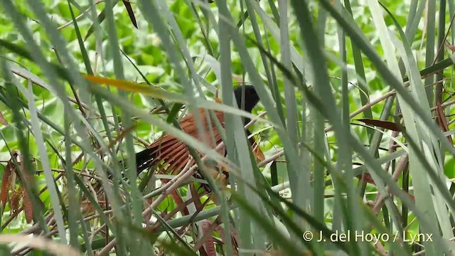Grand Coucal (groupe sinensis) - ML201424441