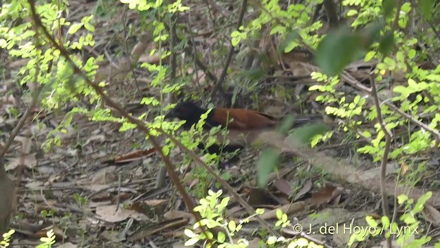 Grand Coucal (groupe sinensis) - ML201424451