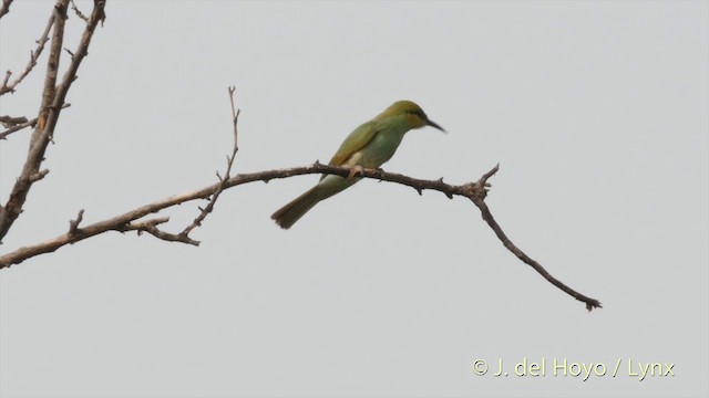 Asian Green Bee-eater - ML201424511