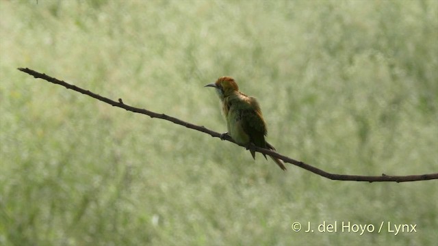 Asian Green Bee-eater - ML201424521
