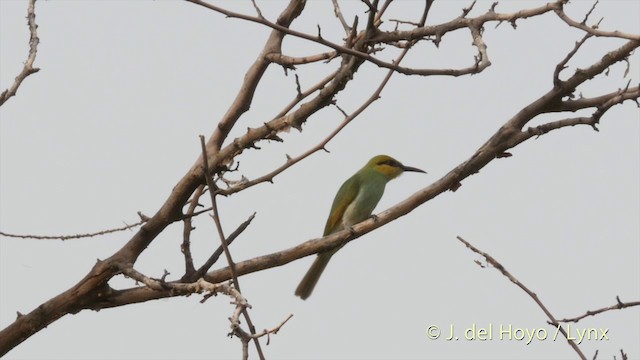 Asian Green Bee-eater - ML201424531
