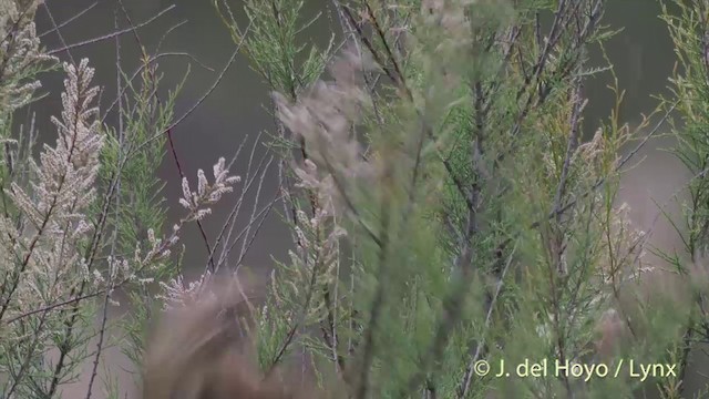Great Reed Warbler - ML201424931